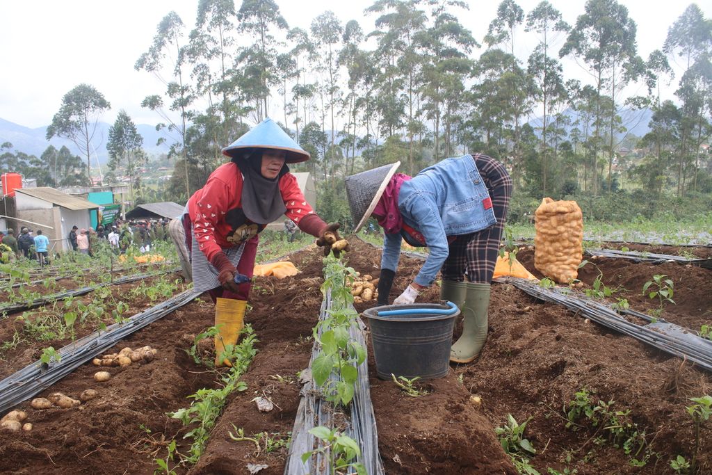 Petani memanen kentang berkualitas ekspor di Desa Pulosari, Kecamatan Pangalengan, Kabupaten Bandung, Jawa Barat, Selasa (21/2/2023). Sebagian petani yang mengolah kentang ini merupakan kaum ibu yang menjadi tulang punggung keluarga.
