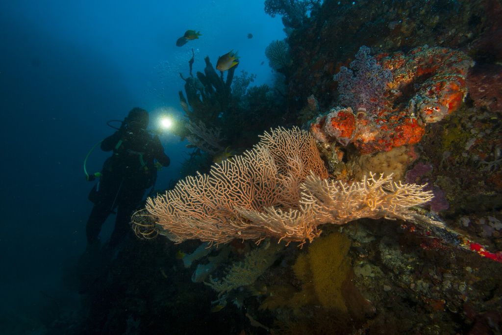 Penyelam menyusuri keindahan bawah laut di lokasi penyelaman Bat Cave, Pulau Menjangan, Kabupaten Buleleng, Bali, Jumat (27/11/2017). Pulau dengan sejumlah lokasi penyelaman menarik tersebut berada di dalam kawasan Taman Nasional Bali Barat. 