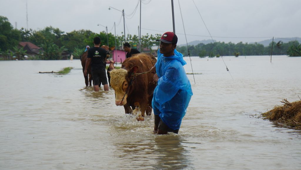 Seorang warga mengevakuasi ternak miliknya akibat banjir yang melanda di Desa Tangkil, Kecamatan Sragen, Kabupaten Sragen, Jawa Tengah, Kamis (2/3/2023). Banjir terjadi sejak Rabu malam. Namun, ketinggiannya meningkat mengingat hujan juga tidak kunjung reda.