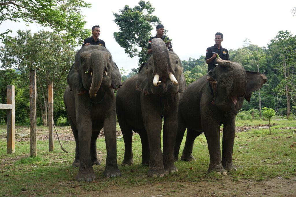Gajah jinak di CRU Sampoiniet, Aceh Jaya, Aceh. CRU merupakan pusat penanganan konflik satwa. Selain sebagai pusat mitigasi, CRU juga merupakan obyek wisata edukasi konservasi.