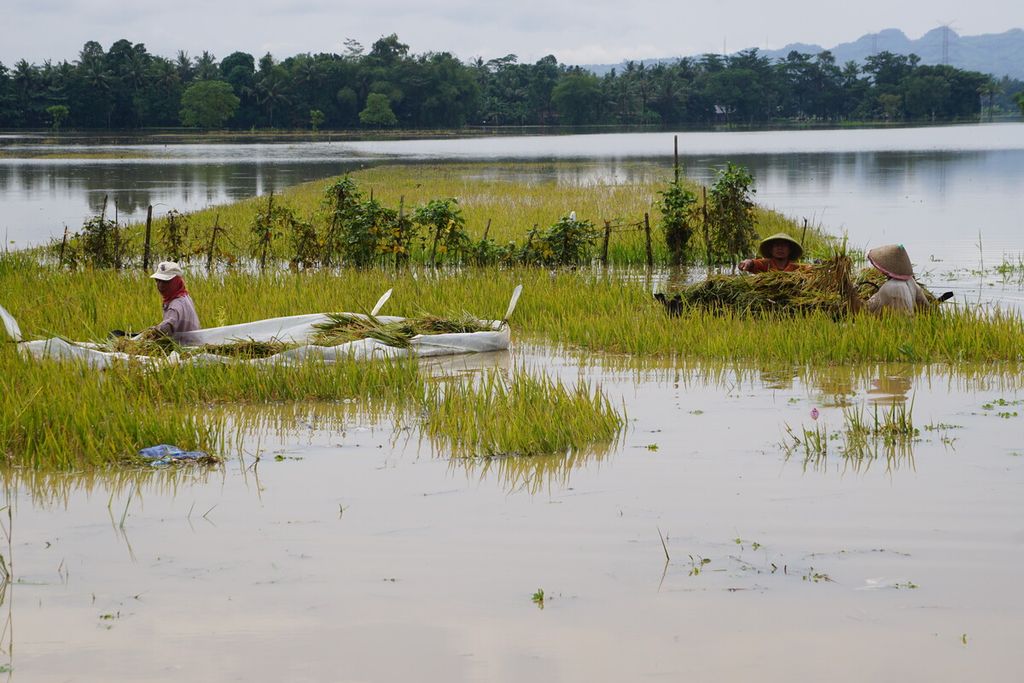 Petani memanen padinya di tengah banjir yang merendam Desa Karet, Kecamatan Sumpiuh, Banyumas, Jawa Tengah, Jumat (18/3/2022). Lebih dari 100 hektar lahan pertanian terendam banjir dan sebagian di antaranya rusak sehingga tidak bisa dipanen.