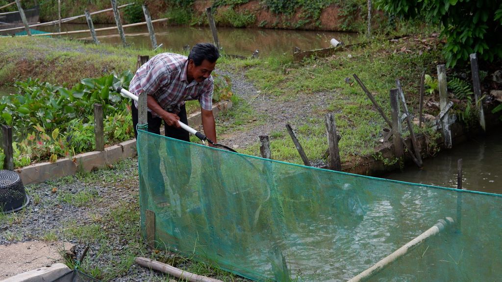 Syarkani Juhri (59), pembudidaya ikan, menyauk papuyu dari tambak di Desa Karang Intan, Kecamatan Karang Intan, Kabupaten Banjar, Kalimantan Selatan, Selasa (22/11/2022). 