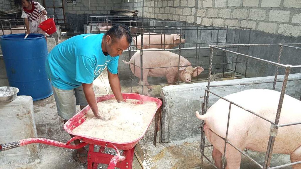 Joni Tamael (41) sedang mencampur pakan untuk diberikan kepada babi-babi miliknya di dalam kandang. Dalam satu hari babi diberi makan tiga kali, selain kudapan pada pukul 10.00-11.00 Wita.
