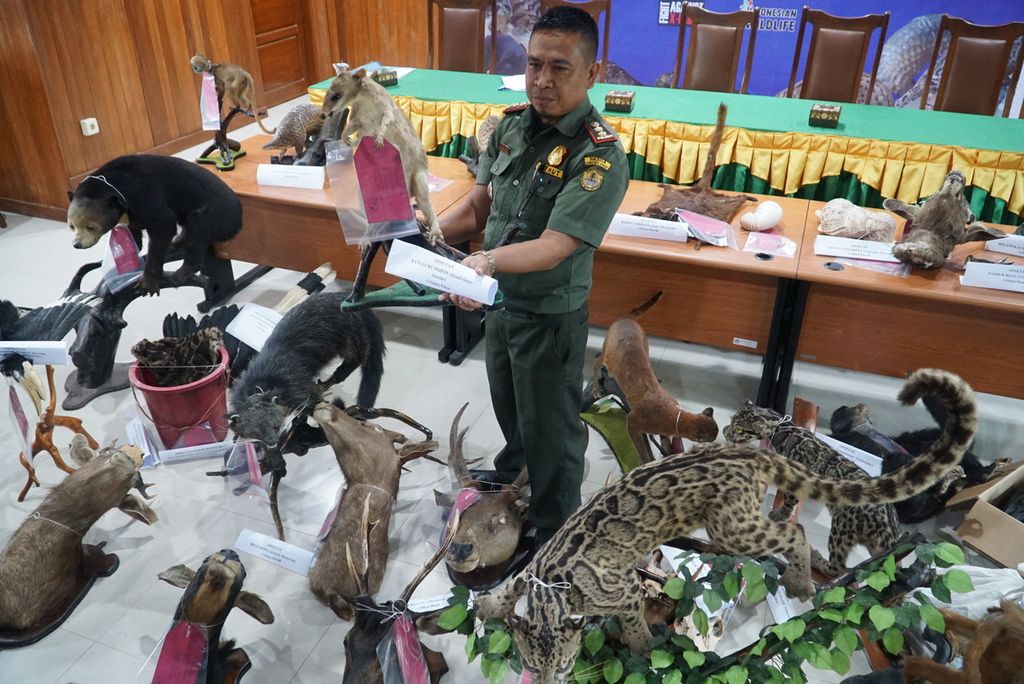 Petugas BKSDA Sumbar menunjukkan awetan kanguru pohon, salah satu dari awetan dan bagian tubuh 26 jenis satwa dilindungi, di kantor BKSDA Sumbar, Padang, Jumat (17/6/2022).