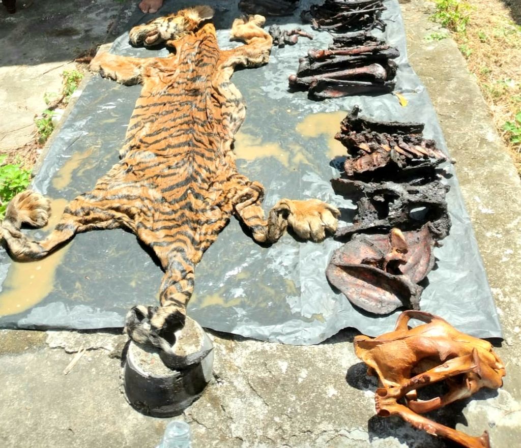 Barang bukti dalam kasus perdagangan kulit dan tulang harimau sumatera yang ditangani petugas Balai Pengamanan dan Penegakan Hukum Kementerian Lingkungan Hidup Sumatera, Rabu (25/5/2022).