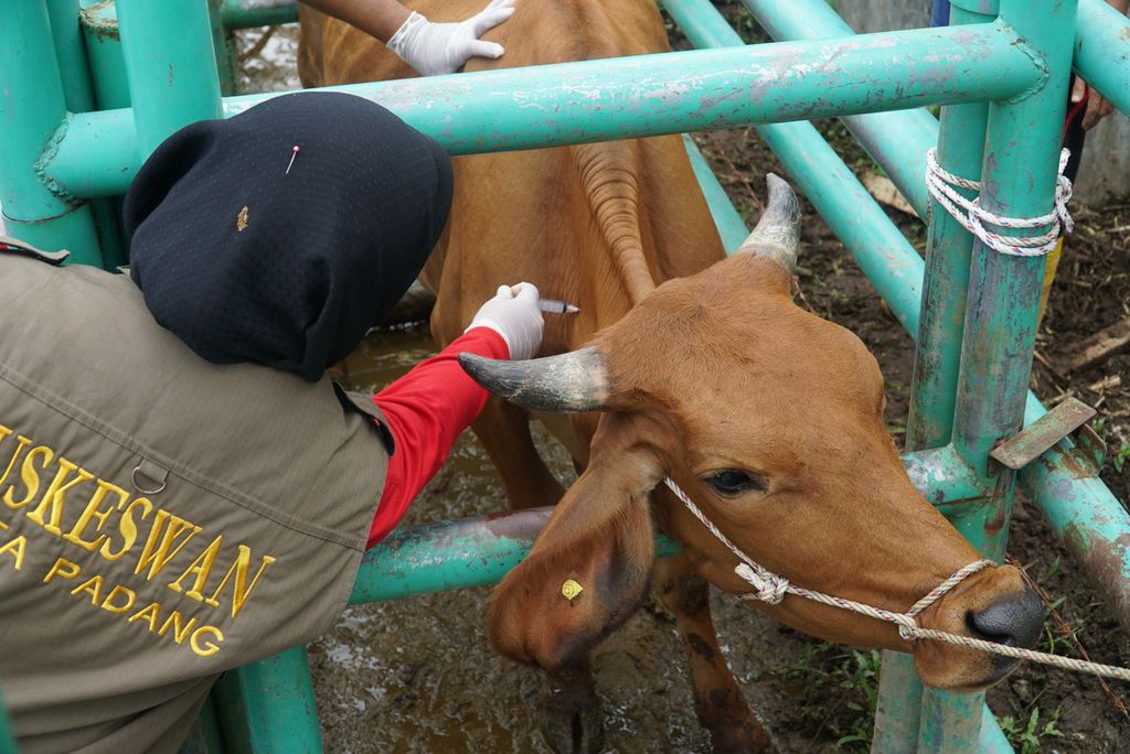 Vaksinator menyuntikkan vaksin penyakit mulut dan kaki (PMK) pada sapi di kandang UPT Pembibitan Ternak Dinas Pertanian Kota Padang, Kelurahan Air Pacah, Kecamatan Koto Tangah, Padang, Sumatera Barat, Rabu (29/6/2022). 