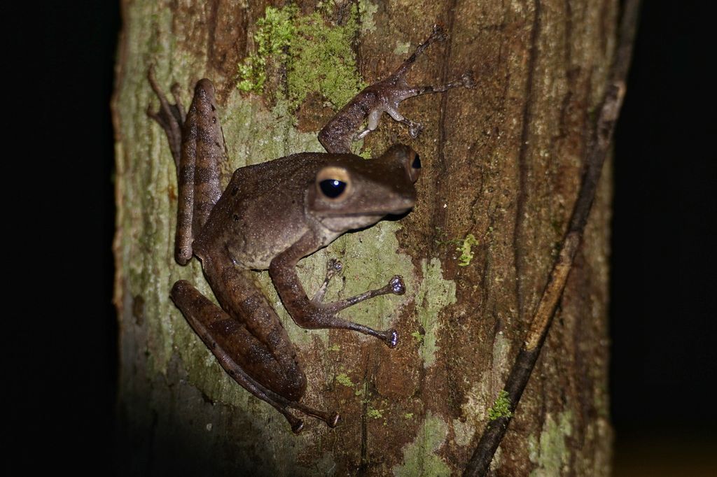 Seekor katak bertengger di salah satu batang pohon di Hutan Lindung Sungai Wain, Kota Balikpapan, Kalimantan Timur, Sabtu (4/2/2023) malam.
