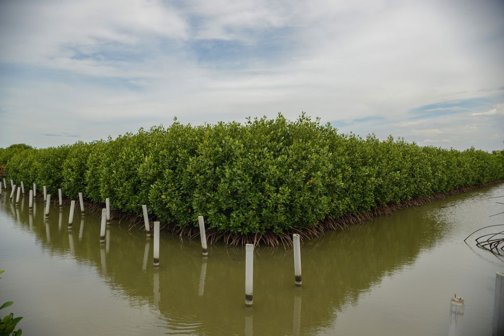 Lanskap pohon mangrove yang berada di kawasan Taman Mangrove Ketapang, Desa Ketapang, Kecamatan Mauk, Kabupaten Tangerang, Banten, Senin (16/1/2023).