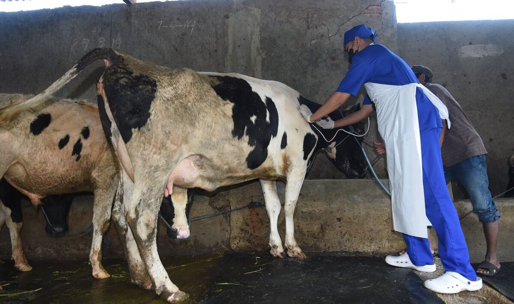 Petugas menyuntikkan vaksin penyakit mulut dan kuku ke sapi perah di Kelurahan Bendul Merisi, Kecamatan Wonocolo, Kota Surabaya, Jawa Timur, Sabtu (25/6/2022). 