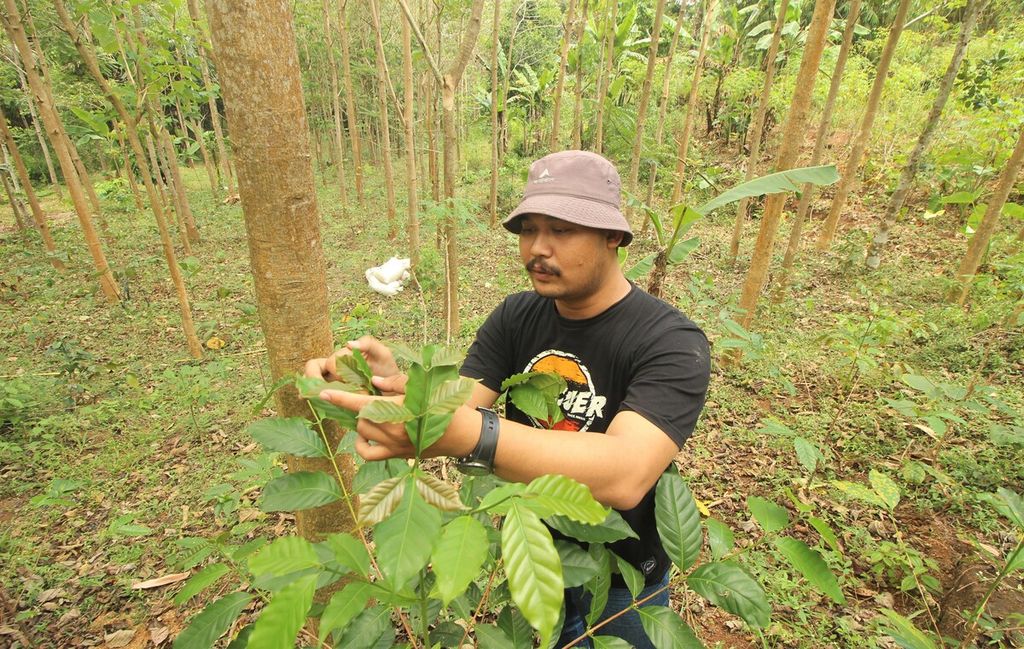 Dian Nugraha Ramdani (30) mengecek kondisi pohon kopi di kebunnya di Blok Sinapeul, Desa Sindanggalih, Cimanggung, Kabupaten Sumedang, Jawa Barat, Rabu (8/9/2021). Dian merupakan peserta program Petani Milenial yang digagas Pemerintah Provinsi Jabar.