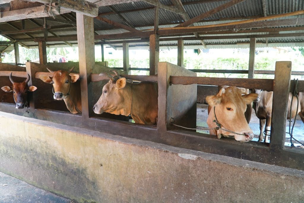 Kondisi sapi yang sembuh dari penyakit mulut dan kuku (PMK) di Nagari Ketaping, Kecamatan Batang Anai, Kabupaten Padang Pariaman, Kamis (21/7/2022). Padang Pariaman merupakan salah satu dari tiga daerah di Sumbar dengan kasus PMK tertinggi dengan jumlah kasus per 20 Juli 2022 mencapai 1.966 ekor. Peternak mengobati ternak yang terpapar PMK secara swadaya karena dinas peternakan setempat tidak punya obat-obatan.