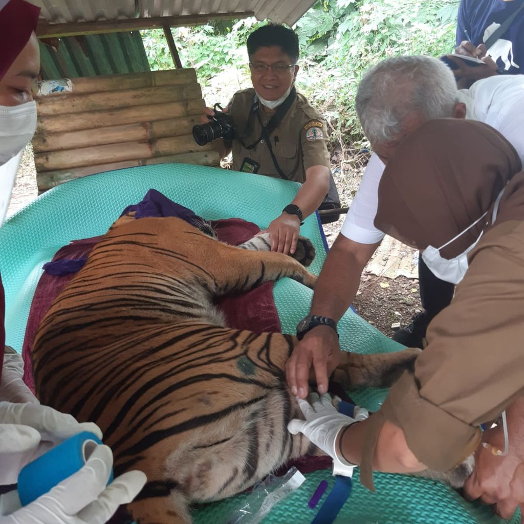 Petugas dari Balai Besar Konservasi Sumber Daya Alam (BBKSDA) Sumatera Utara dan dokter hewan memeriksa kesehatan harimau sumatera yang ditangkap setelah berkonflik dengan masyarakat di Langkat, Sumatera Utara, Rabu (31/8/2022). 