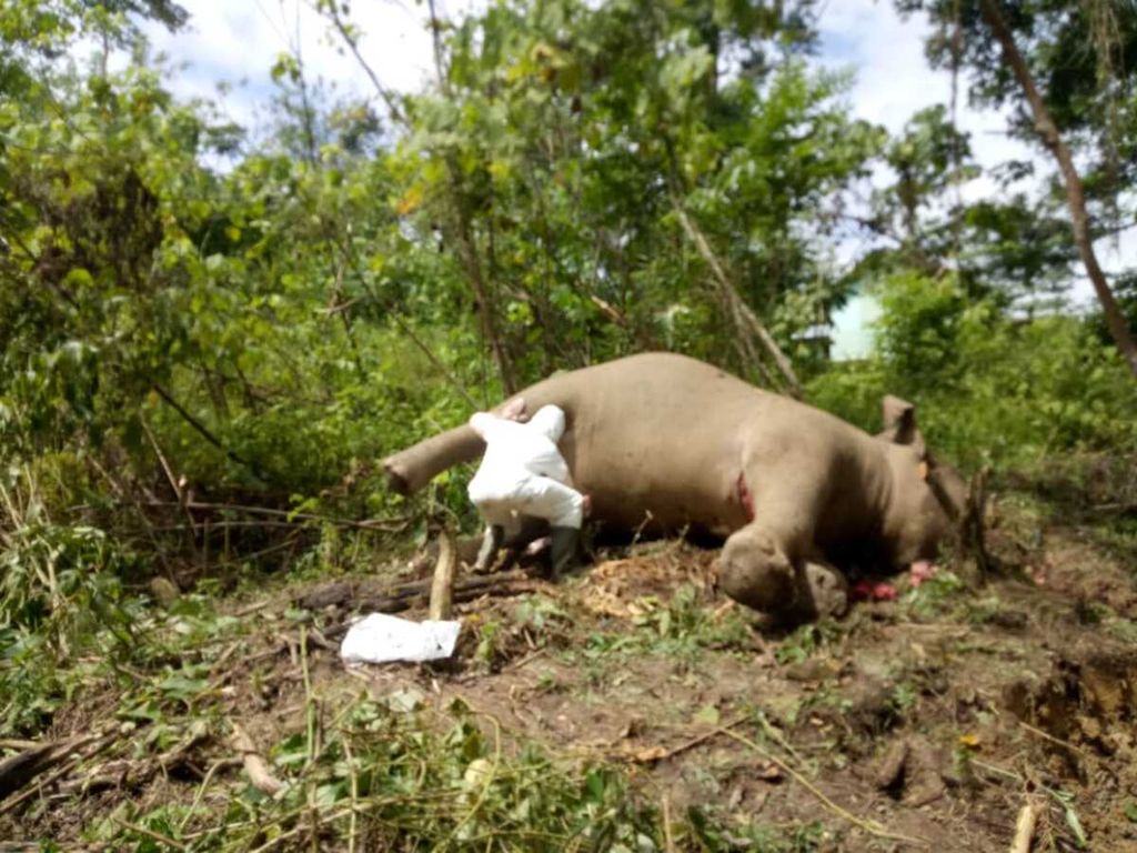 Gajah jinak bernama Otto mati di di Conservation Response Unit, pusat mitigasi konflik satwa di Cot Girek, Kabupaten Aceh Utara, Aceh, 27 Desember 2020.
