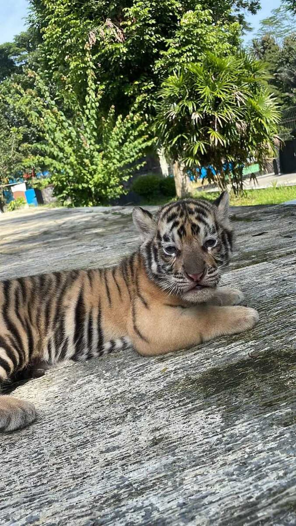 Sheren, anak harimau benggala di Taman Rekreasi Margasatwa Serulingmas, Kabupaten Banjarnegara, Jawa Tengah, tampak sehat, Minggu (20/11/2022).