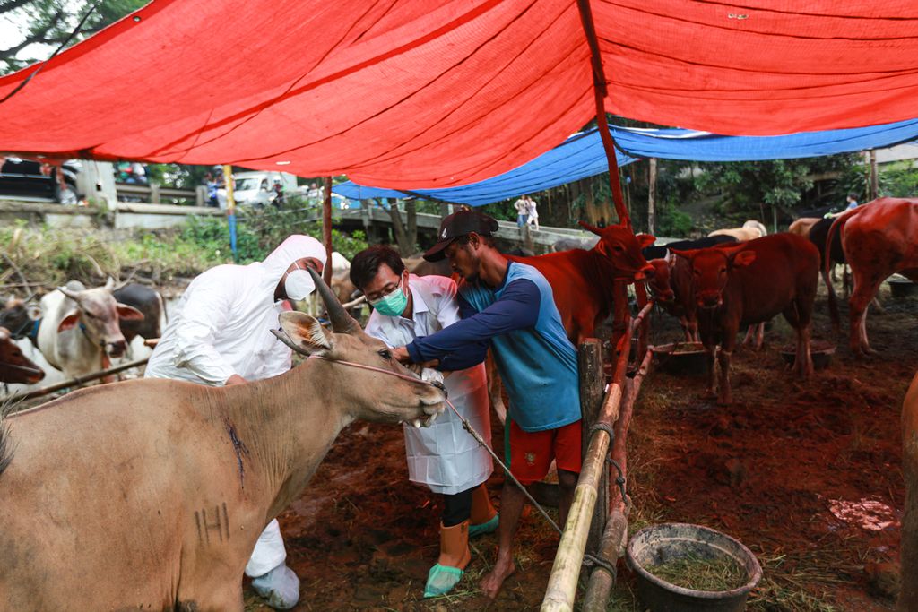Pemeriksaan hewan dilakukan untuk mengantisipasi penularan penyakit mulut dan kuku yang mewabah seiring dengan tingginya peredaran hewan kurban, seperti sapi, kerbau, kambing, dan domba, jelang perayaan Idul Adha.