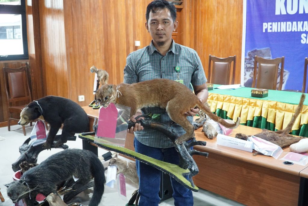 Petugas BKSDA Sumbar menunjukkan awetan kucing emas, salah satu dari awetan dan bagian tubuh 26 jenis satwa dilindungi, di kantor BKSDA Sumbar, Padang, Jumat (17/6/2022).