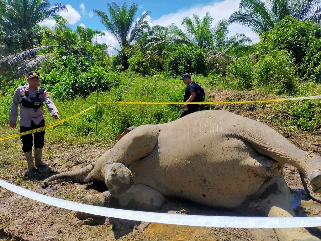 Aparat kepolisian melakukan olah tempat terjadinya perkara di lokasi penemuan bangkai gajah sumatera liar di Desa Srimulya, Kecamatan Peunaron, Kabupaten Aceh Timur, Aceh, Sabtu (15/10/2022). Gajah tersebut diduga mati karena keracunan pupuk.