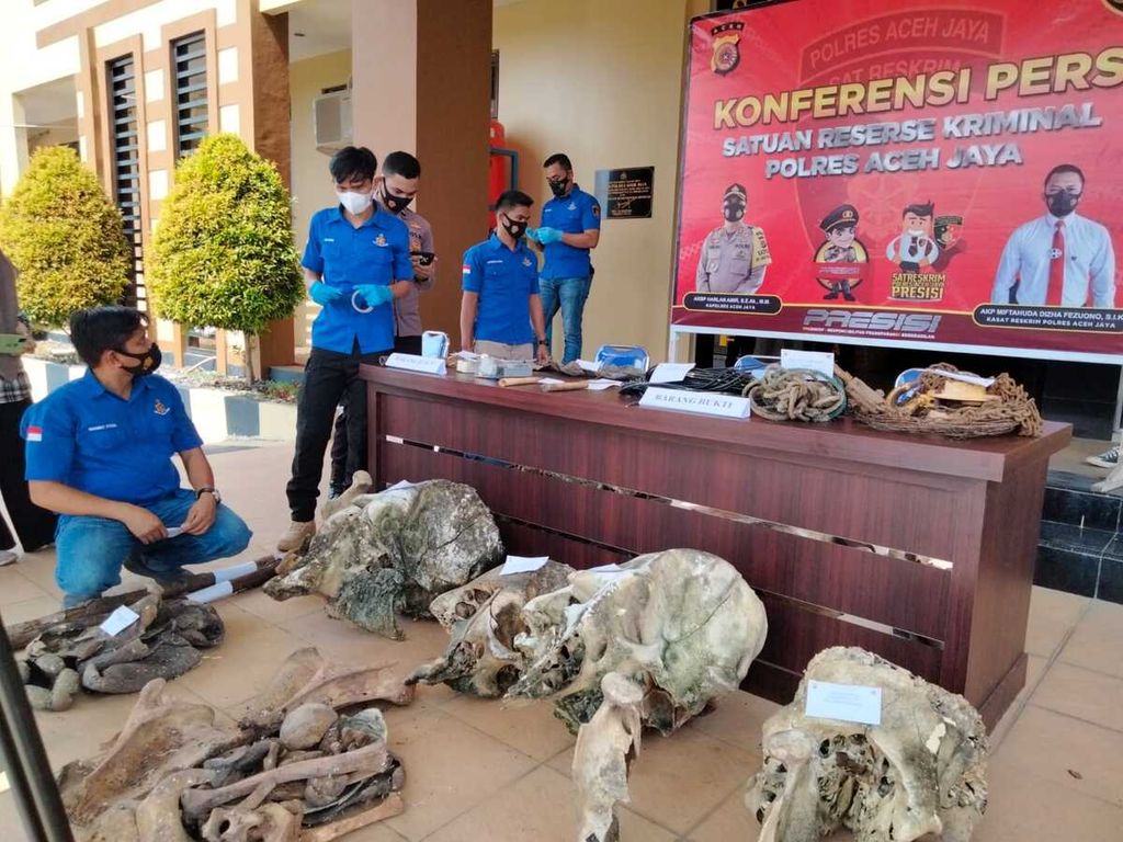 Tengkorak gajah sumatera dan tulang belulang barang bukti perburuan gajah di Aceh Jaya saat dirilis perkara oleh Kepolisian Resor Aceh Jaya, September 2021. Sebanyak 11 orang ditetapkan sebagai tersangka.