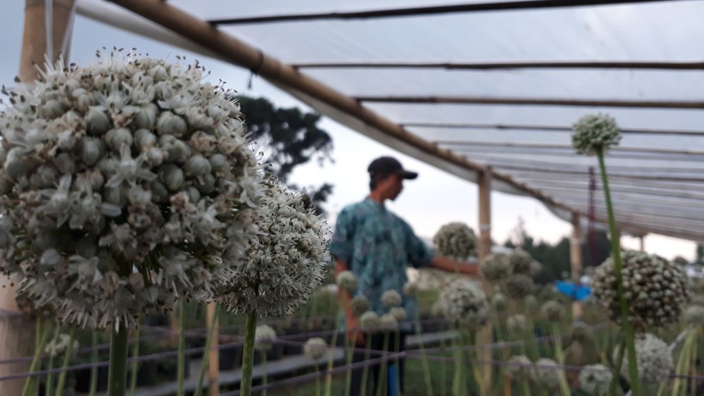 Kepala Kebun Balai Penelitian Tanaman Sayuran (Balitsa) Asep Permana meniti bunga-bunga bawang merah yang disiapkan menjadi benih di Kebun Balitsa di Lembang, Kabupaten Bandung Barat, Jawa Barat.