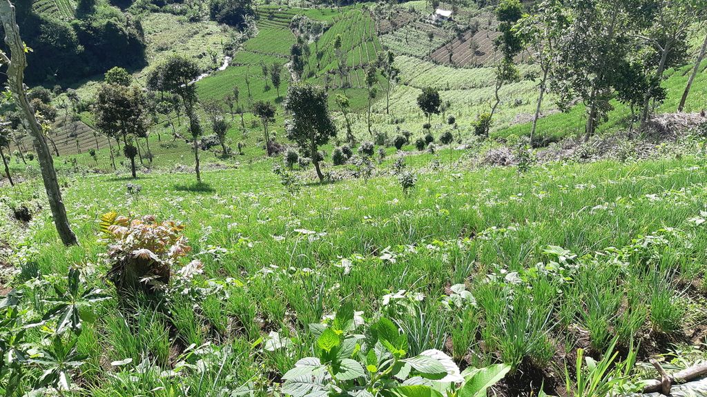 Area lereng yang dijadikan kebun sayuran di Gunung Rakutak, Cagar Alam Kawah Kamojang, Kabupaten Bandung, Jawa Barat, Sabtu (28/5/2022). Tempat itu termasuk sebagai area terlarang untuk perkebunan dan kegiatan wisata.