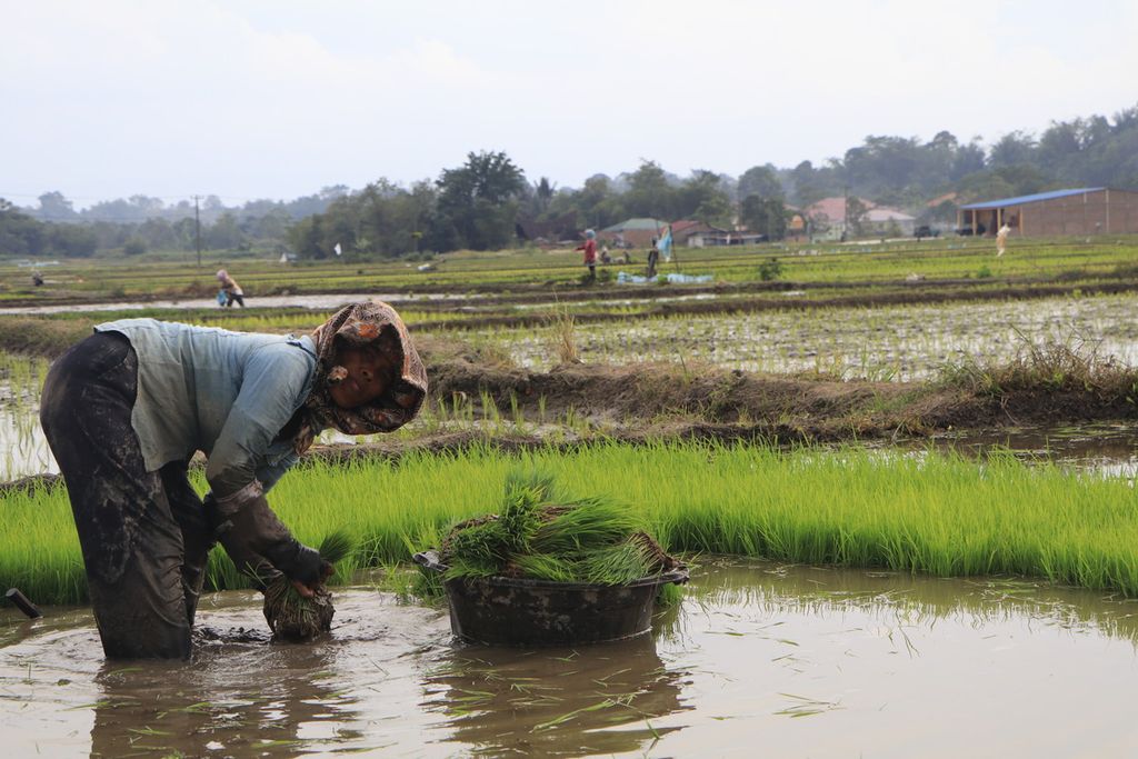 Petani memulai musim tanam padi di kawasan Danau Toba di Desa Silamosik II, Kecamatan Bonatua Lunasi, Kabupaten Toba, Sumatera Utara, Selasa (28/2/2023). 