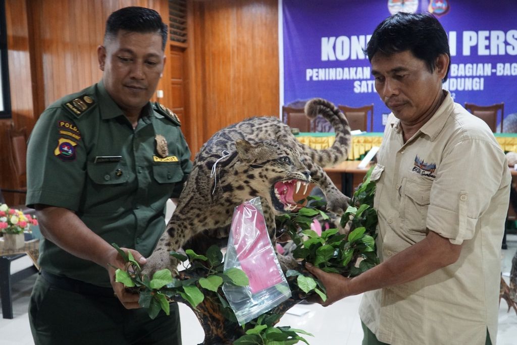 Petugas BKSDA Sumbar menyimpan kembali awetan macan dahan, salah satu dari awetan dan bagian tubuh 26 jenis satwa dilindungi, di kantor BKSDA Sumbar, Padang, Jumat (17/6/2022).