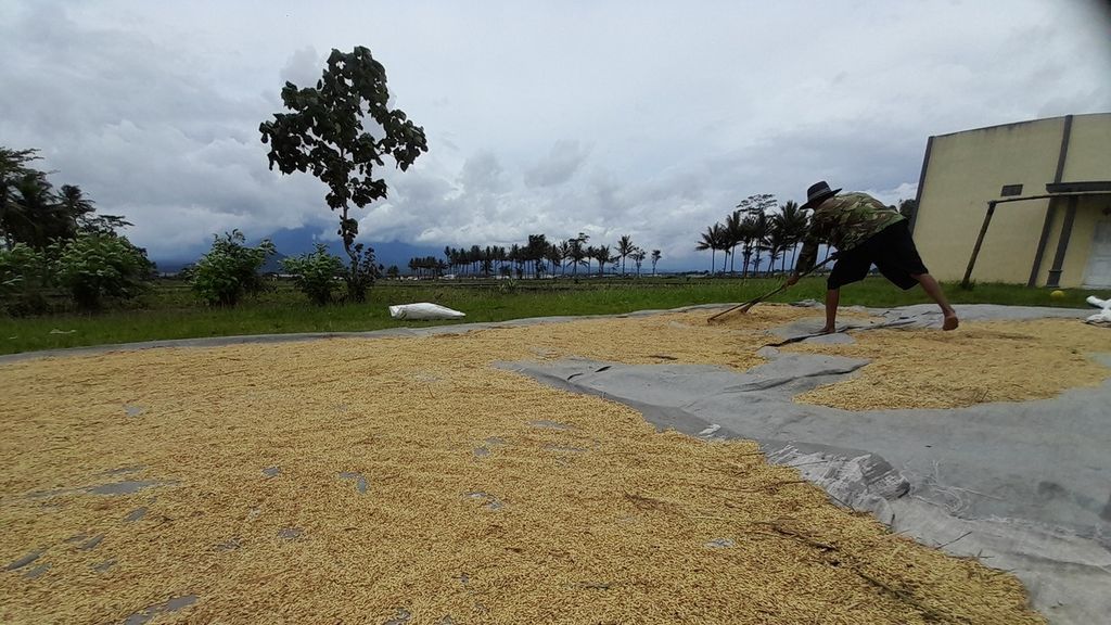 Seorang petani di Desa Karangduren, Kecamatan Pakisaji, Kabupaten Malang, Jawa Timur, Rabu (15/2/2023), tengah menjemur gabah hasil panen beberapa hari sebelumnya.