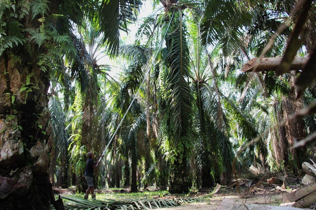 Workers at a state-owned palm plantation in East Aceh District, Aceh, cleaned old fronds from oil palm trees on Monday (24/7/2023). The laborers are essential to the company's smooth production process.