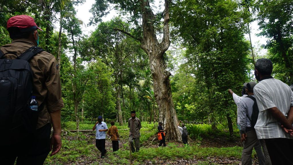 Salah satu pohon kenari berusia puluhan tahun di Desa Sebelei, Kecamatan Makian Barat, Pulau Makian, Halmahera Selatan, Maluku Utara, awal Juni 2021.  Buah dari pohon kenari ini menjadi salah satu hasil hutan bukan kayu yang dikelola masyarakat Desa Sebelai. 