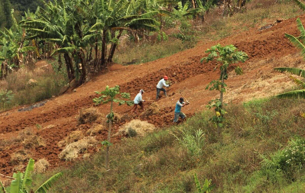 Petani menggemburkan lahan menggunakan garpu tanah di Cimenyan, Kabupaten Bandung, Jawa Barat, Selasa (7/9/2021). 