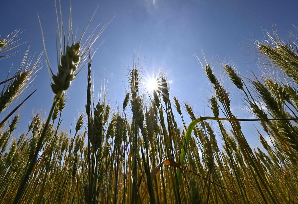 Foto yang diambil pada 11 Juni 2022 ini memperlihatkan gandum yang tumbuh di sebuah ladang di Mykolaiv, wilayah selatan Ukraina.