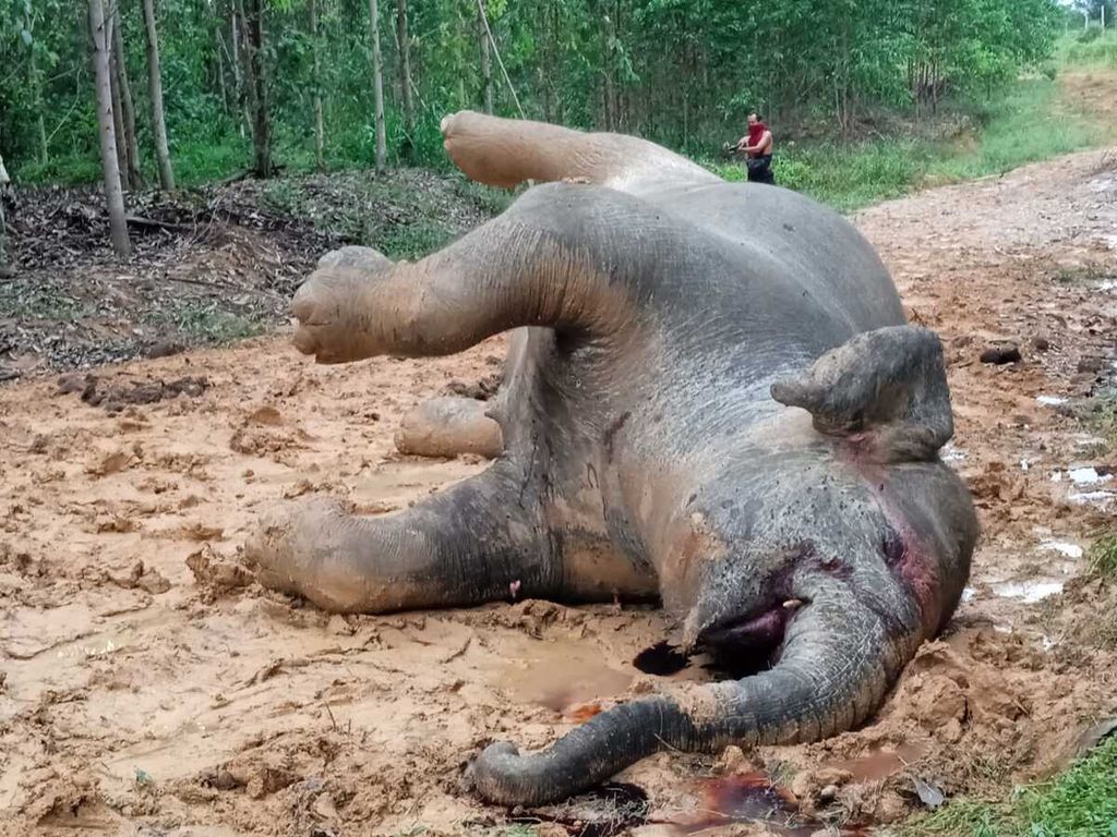 Seekor gajah sumatera (<i>Elephas maximus sumatranus</i>) betina beserta bayi dalam kandungannya ditemukan mati di areal konsesi akasia di Talang Muandau, Kabupaten Bengkalis, Provinsi Riau, Rabu (25/5/2022).