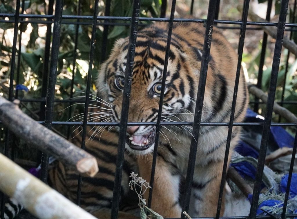 Harimau sumatera yang ditangkap di kebun karet di Jorong Beringin, Nagari Gantuang Ciri, Kecamatan Kubung, Kabupaten Solok, Sumatera Barat, Senin (29/6/2020) pagi. Harimau itu masuk perangkap pada Minggu (28/6) pagi dan baru dapat dievakuasi sehari kemudian.