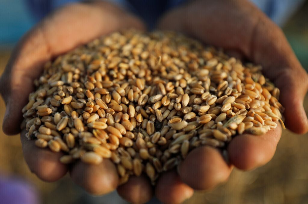 Seorang petani menunjukkan biji-bijian gandum setelah memanennya dari sebuah lahan di Kegubernuran Gharbia ketika Mesir meningkatkan upaya untuk memperlambat penyebaran Covid-19, Mesir 14 Mei 2020.