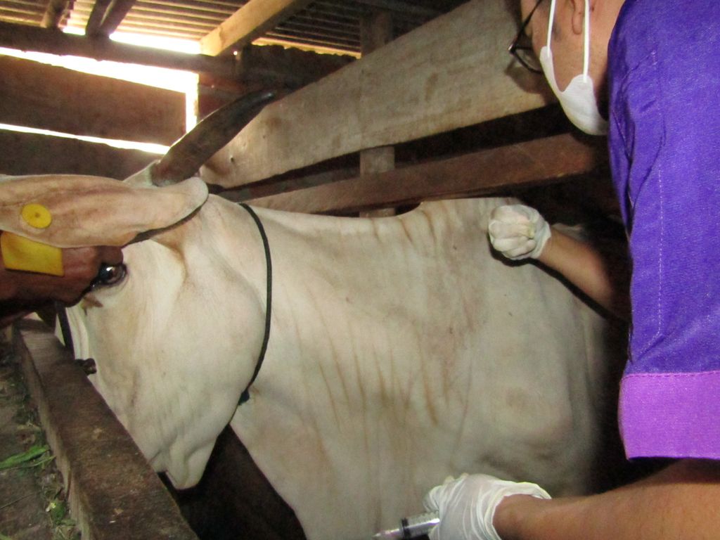 Petugas memberikan vaksin PMK pada sapi milik peternak di Kelurahan Rajabasa Jaya, Kecamatan Rajabasa, Kota Bandar Lampung, Selasa (28/6/2022).