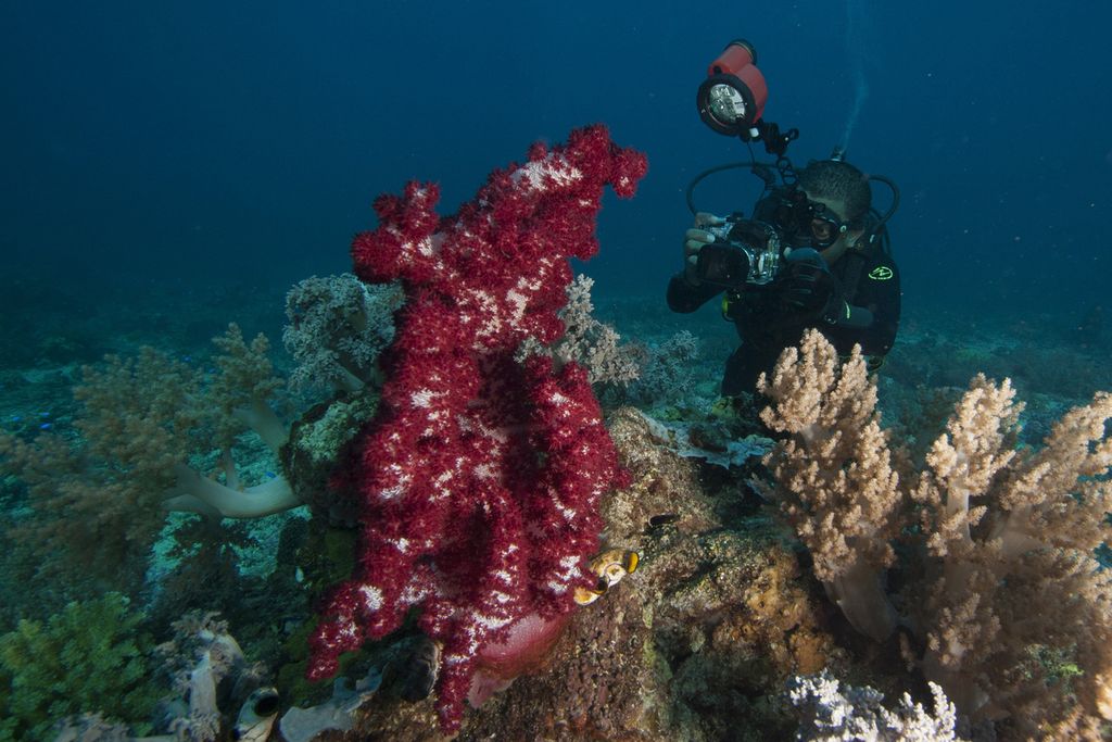 Pesona alam bawah laut berusaha diabadikan oleh seorang penyelam di Tanjung Mangguar, Kabupaten Nabire, Papua, Senin (14/7/2017). 