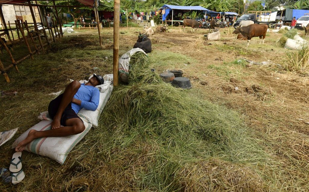 Pekerja tidur di atas tumpukan karung berisi rumput untuk pakan sapi di lokasi penjualan hewan kurban di kawasan Kebon Jeruk, Jakarta Barat, Minggu (26/6/2022). 