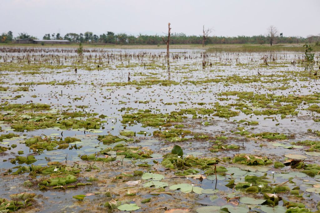 Tanaman teratai memenuhi permukaan area sawah yang telah lama tergenang banjir di Kecamatan Sukolilo, Kabupaten Pati, Jawa Tengah, Kamis (16/3/2023). 