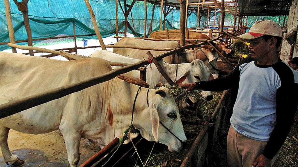 Ilustrasi. Peternak memberi pakan ke sapi ternak di kandang Kelompok Tani Tunggal Rasa di Desa majasari, Kacamatan Sliyeg, Kabupaten Indramayu, Jawa Barat, Minggu (12/11/2017). 