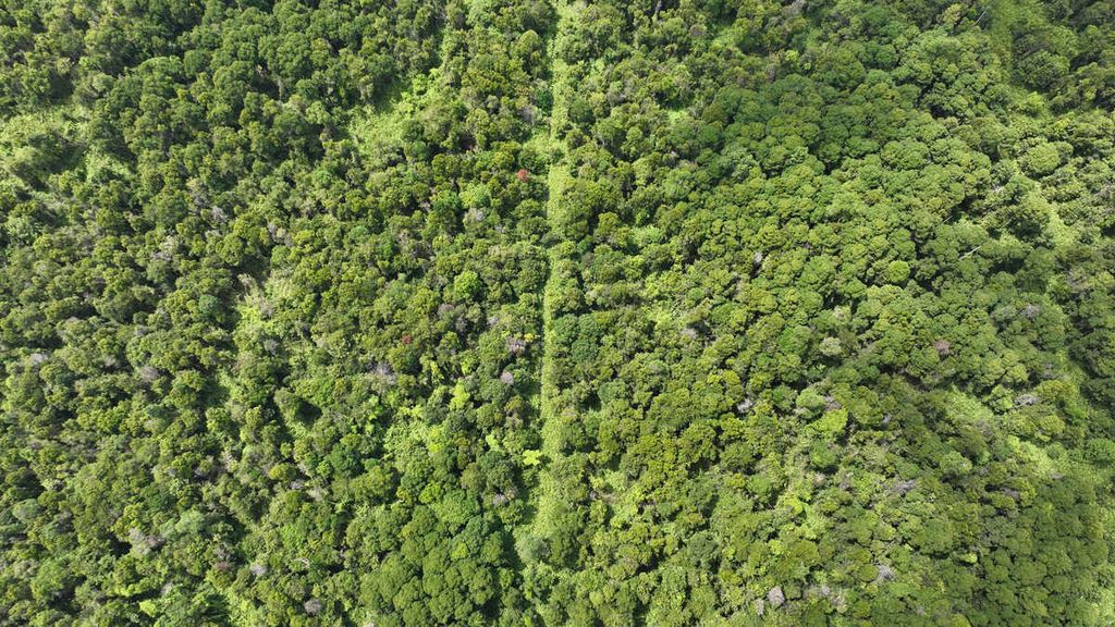 Tutupan hutan terlihat sangat padat di lahan gambut Rawa Tripa di kawasan Kecamatan Darul Makmur, Kabupaten Nagan Raya, Provinsi Aceh. Foto tersebut direkam melalui kamera udara oleh Yayasan Hutan Alam Lingkungan Aceh pada Desember 2022.
