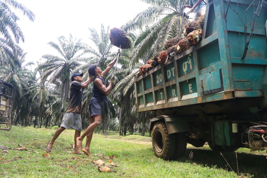 Palm plantation workers load fresh fruit bunches onto a private plantation truck in Langkat Regency, North Sumatra, on Wednesday (26/7/2023). Women and children are the most vulnerable to exploitation in plantation areas.