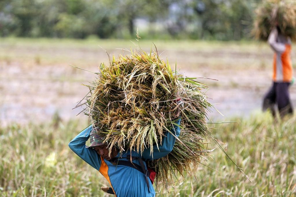 Buruh borongan asal Ngawi memanen padi di Desa Pelem Gadung, Karangmalang, Sragen, Jawa Tengah, pada musim panen raya yang pertama, Rabu (1/3/2023). 