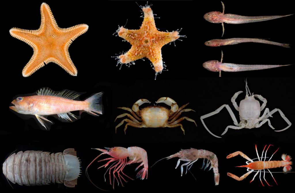 Spesies baru biota laut dalam yang diidentifikasi peneliti Lembaga llmu Pengetahuan Indonesia (LIPI).