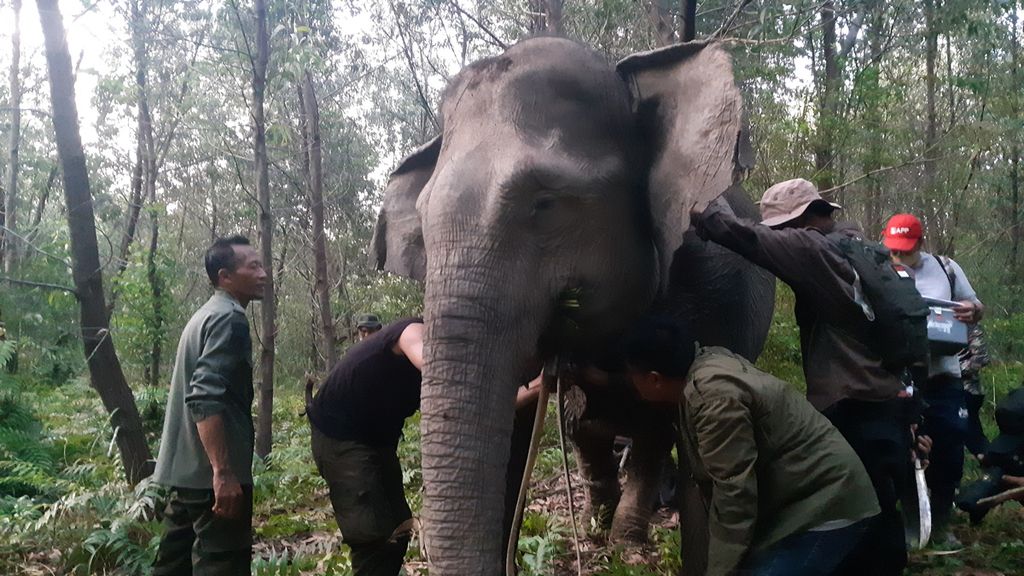 Petugas dari Balai Konservasi Sumber Daya Alam Sumatera Selatan dan Perkumpulan Jejaring Hutan Satwa sedang memasang kalung GPS pada salah satu gajah sumatera liar di Kecamatan Air Sugihan, Kabupaten Ogan Komering Ilir, Sumatera Selatan, Jumat (13/5/2022). 
