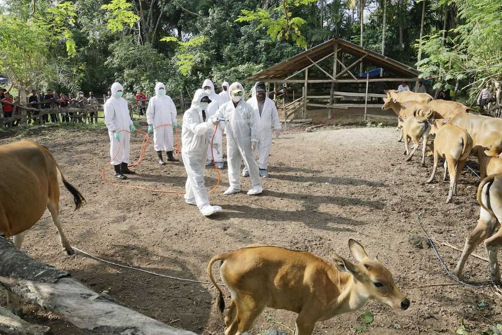 Petugas menyemprotkan disinfektan di kandang ternak sapi di Kabupaten Aceh Tamiang, Aceh, Kamis (12/5/2022). Aceh Tamiang ditetapkan sebagai daerah wabah penyakit mulut dan kaki dengan 2.555 ternak terjangkit.