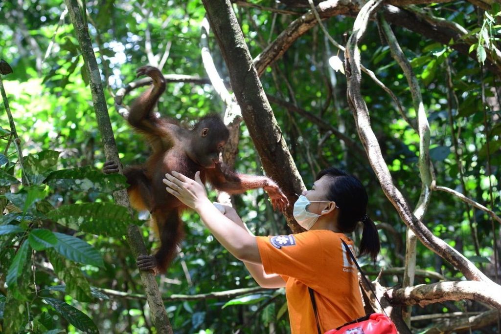 Pusat Rehabilitasi Orangutan yang dikelola Centre for Orangutan Protection (COP) di Kabupaten Berau, Kaltim, kini menampung 17 orangutan. Petugas di COP Borneo (CB) tengah bermain dengan orangutan beberapa waktu lalu.