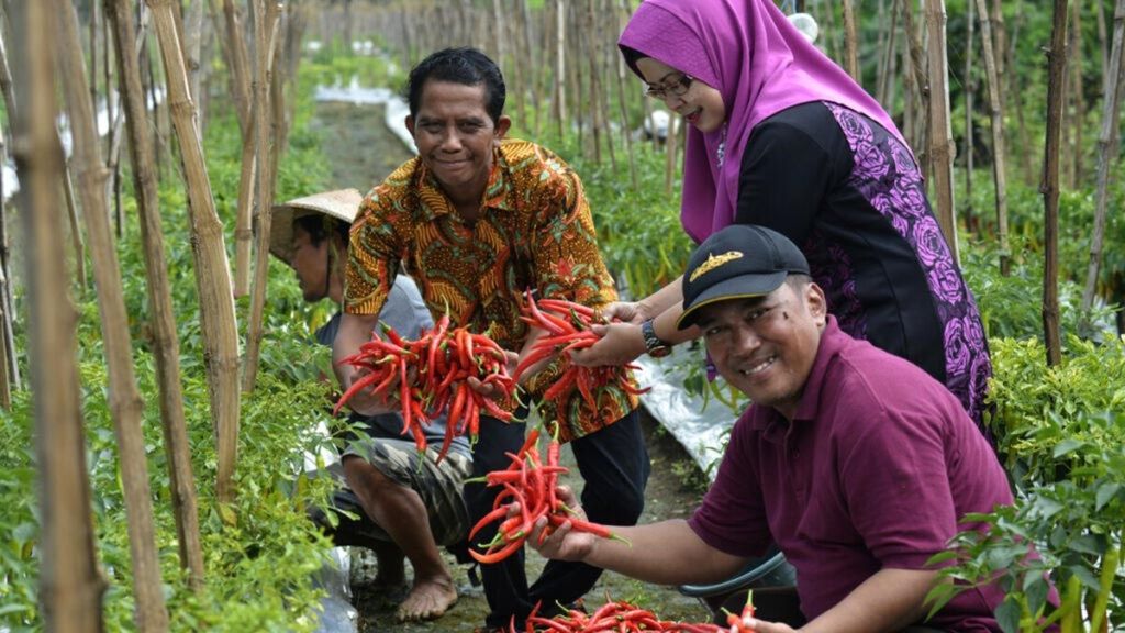 Panen cabai di lahan pertanian perkotaan di Sumur Welut, Kecamatan Lakarsantri, Surabaya, Jawa Timur, Rabu, (20/2/2019).