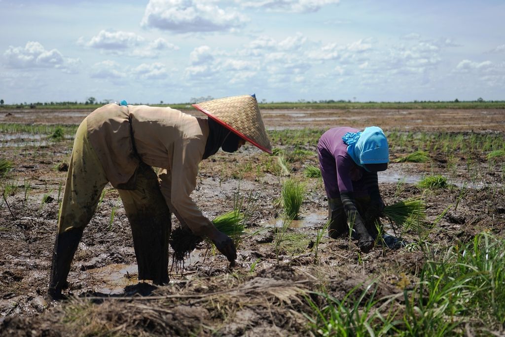 Di hari Kartini, pekerja perempuan di lahan food estate tetap bekerja menanam padi yang sudah disiapkan pemerintah di Desa Bentuk Jaya, Kabupaten Kapuas, Kalimantan Tengah, April 2021. 