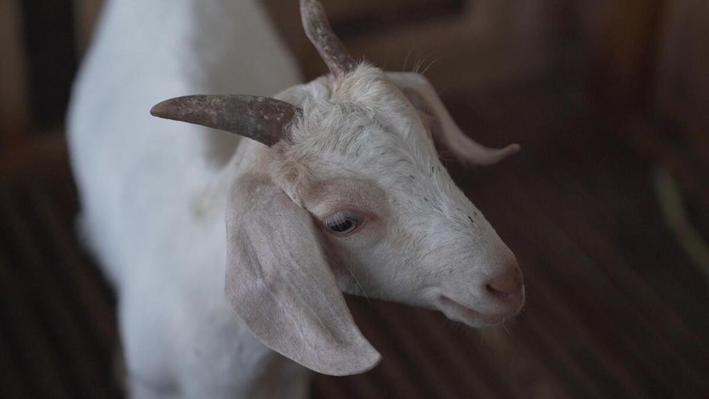 Salah satu kambing saanen milik salah satu peternak di Wonosobo yang diperiksa oleh Kementan.