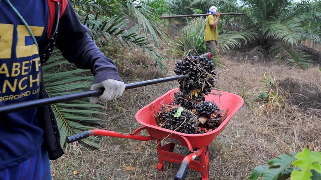 Petani mengumpulkan kelapa sawit yang telah dipetik di salah satu perkebunan kelapa sawit Desa Namang, Kecamatan Namang, Kabupaten Bangka Tengah, Bangka Belitung, beberapa waktu lalu.